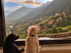 Read more about the article Die hundefreundlichsten Hotels in Deutschland und Europa